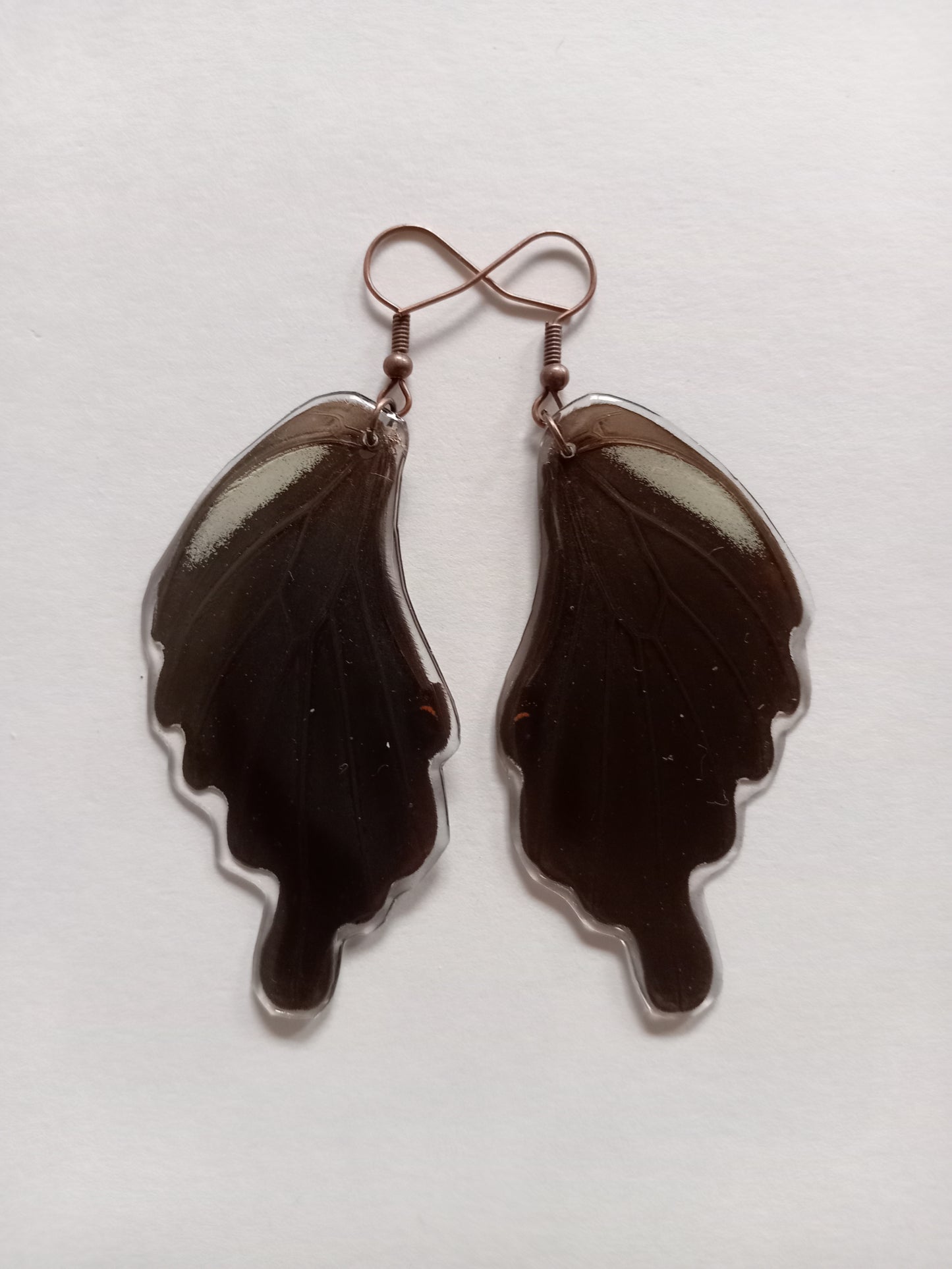 Papilio Bianor Forewings