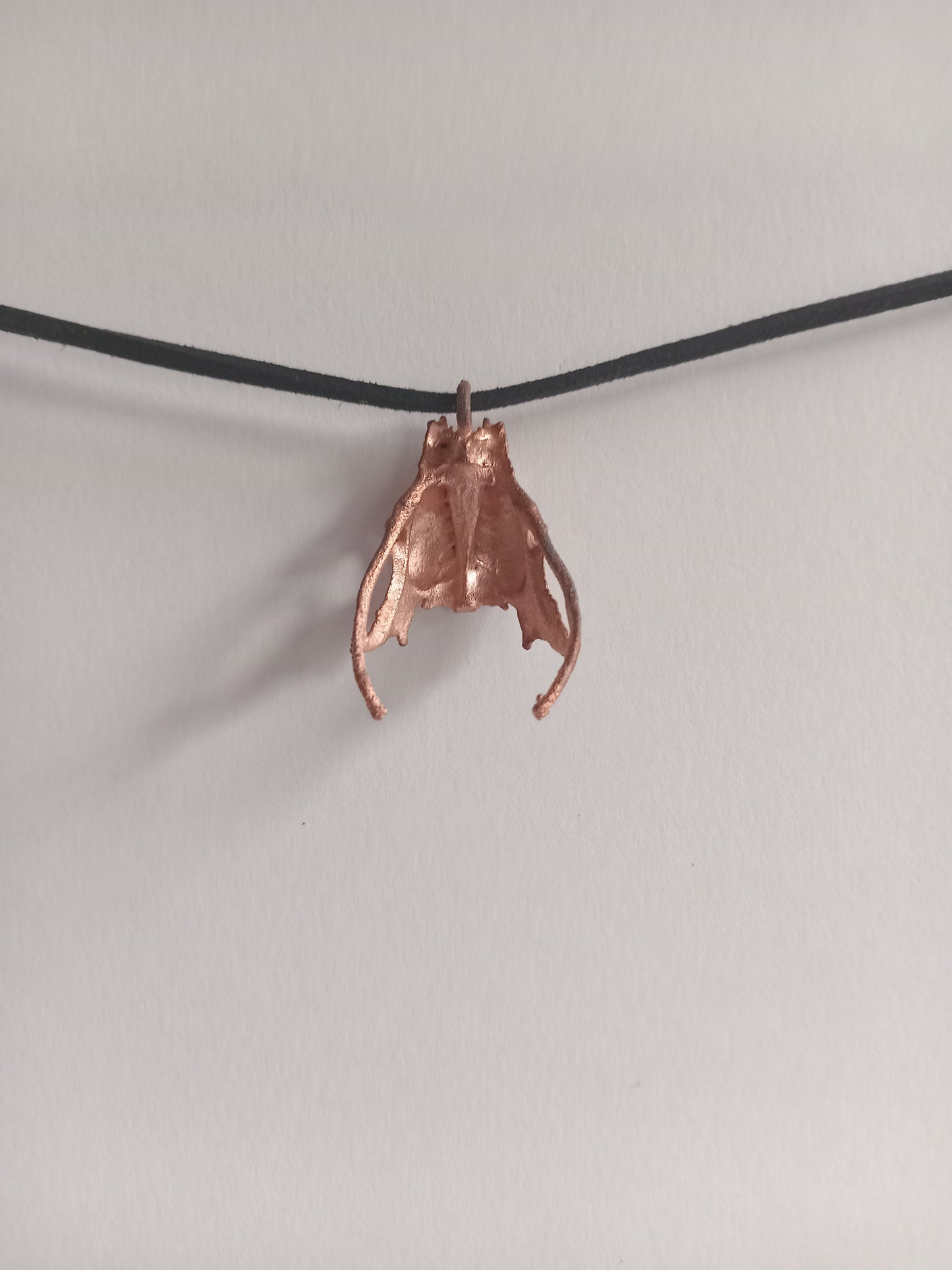 Bird Pelvis