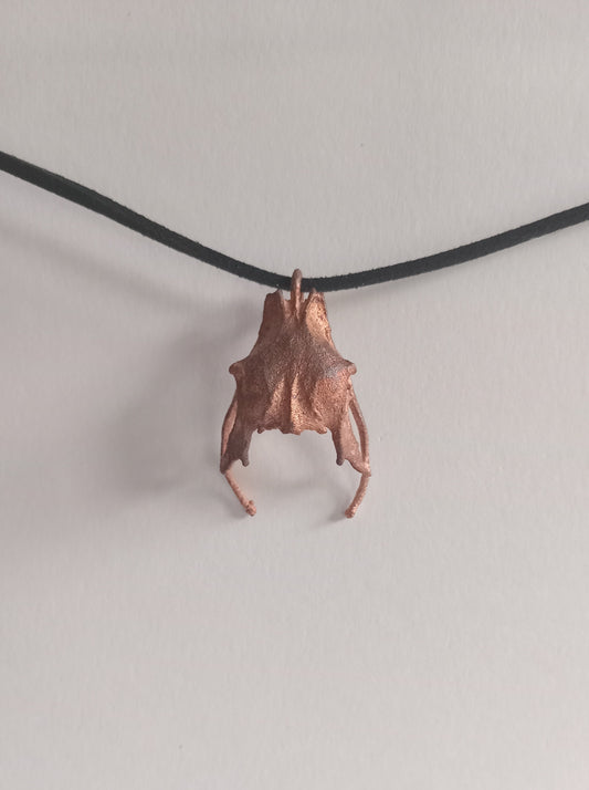 Bird Pelvis