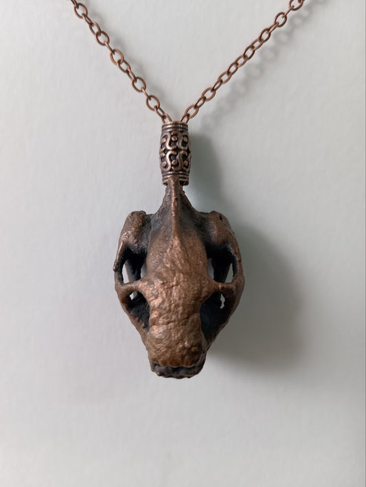 Tortoise Skull