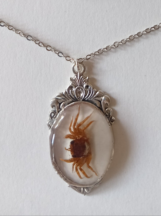 Little crab