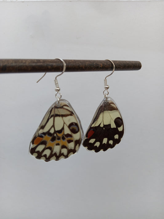 Swallowtail