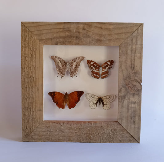 Butterflies
