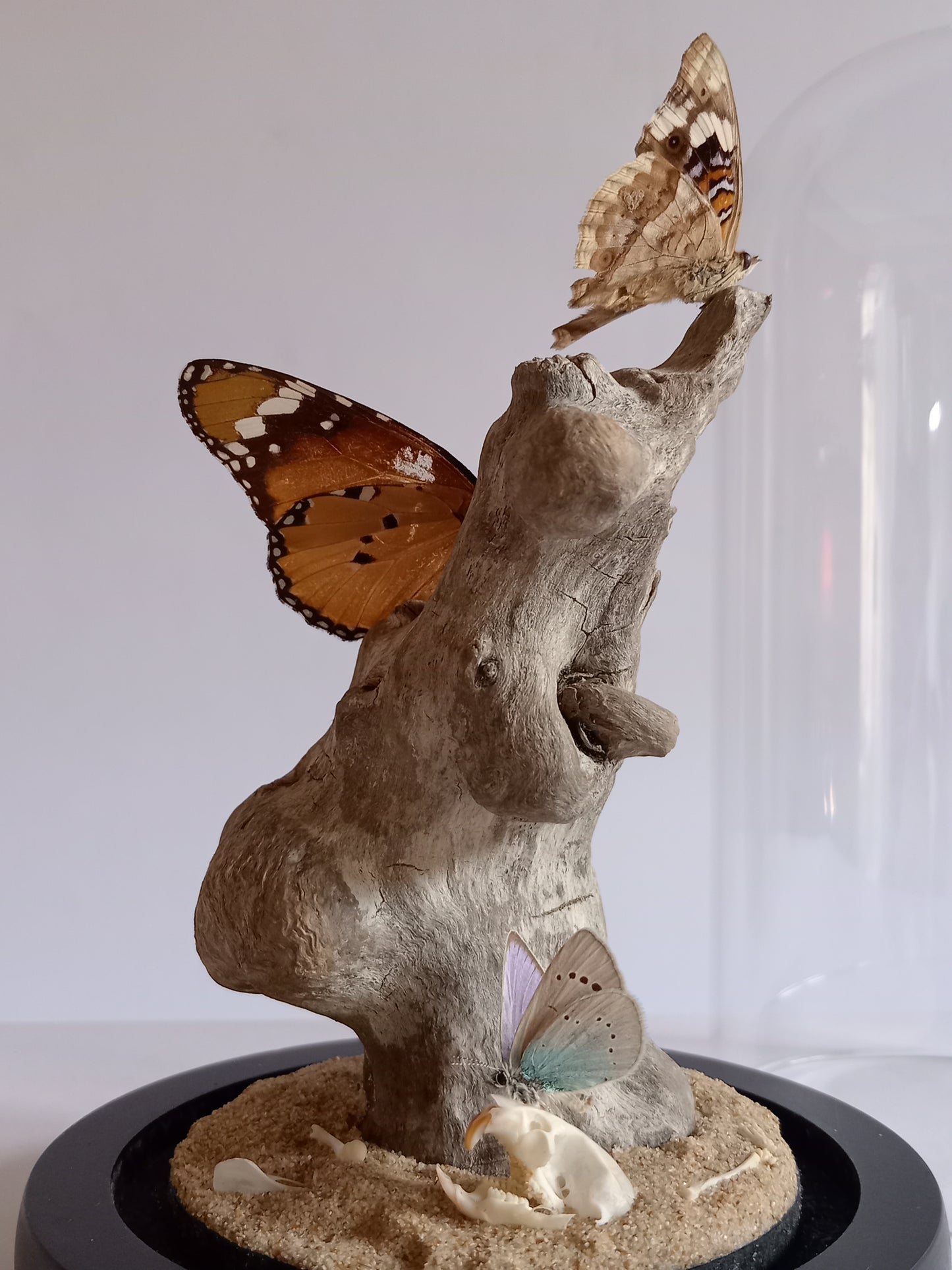 Desert Stillness – Glass Dome Display