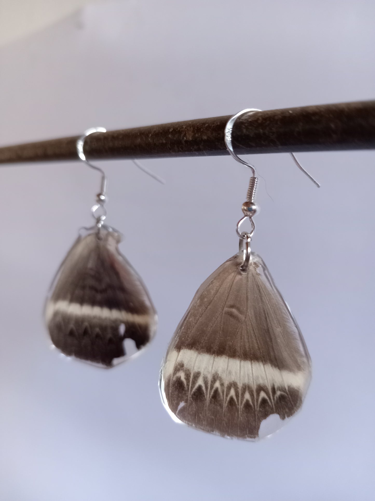 Cream-striped Owl moth