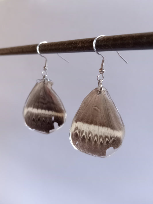 Cream-striped Owl moth