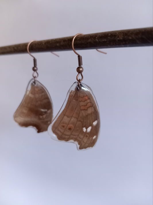 Common Evening Brown