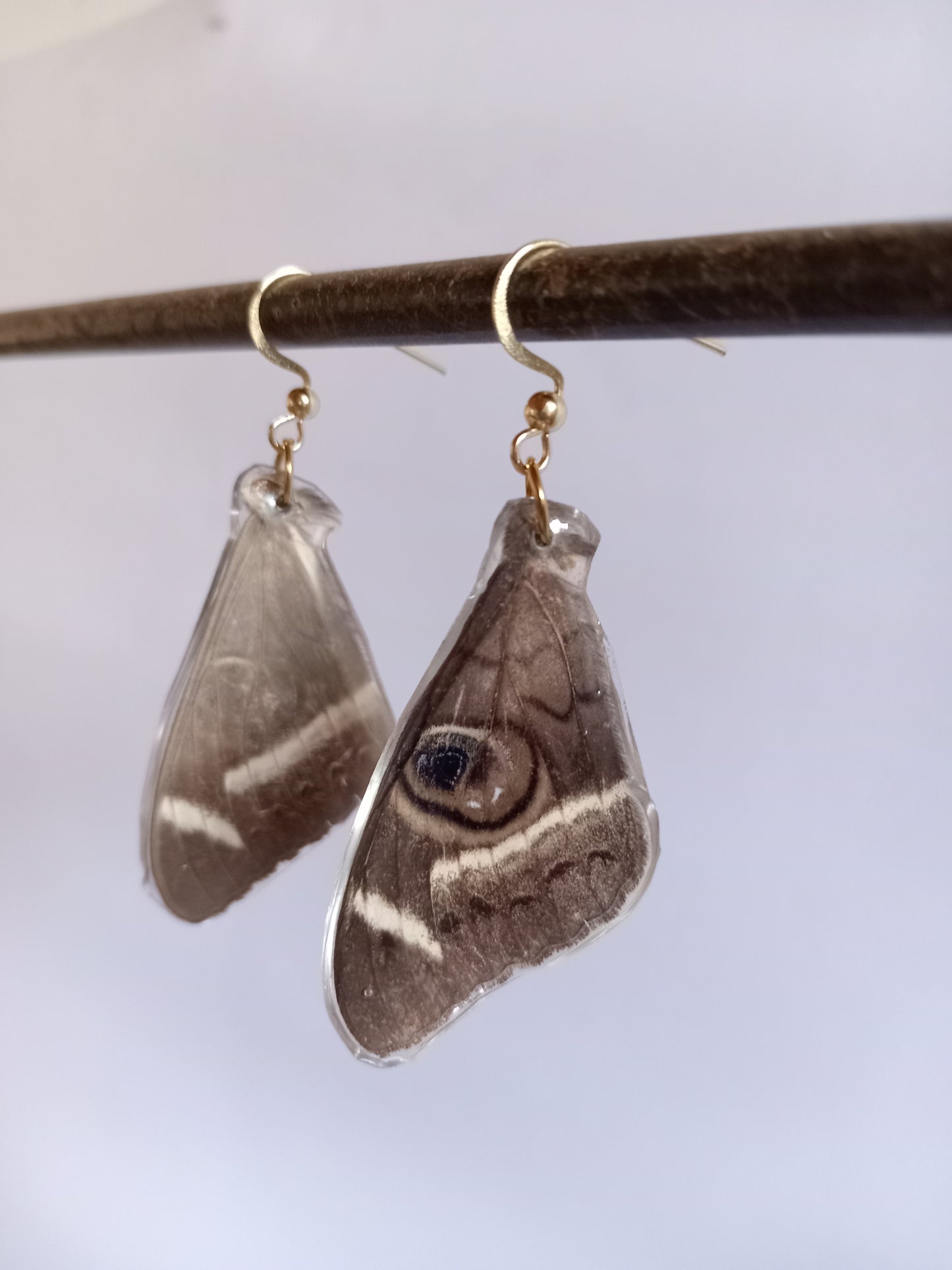 Cream-striped Owl Moth