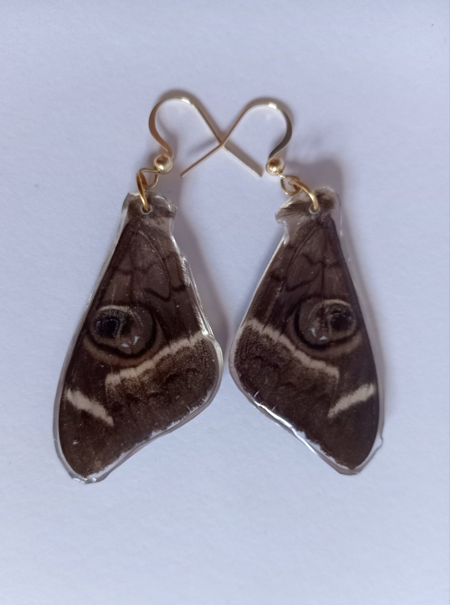 Cream-striped Owl Moth