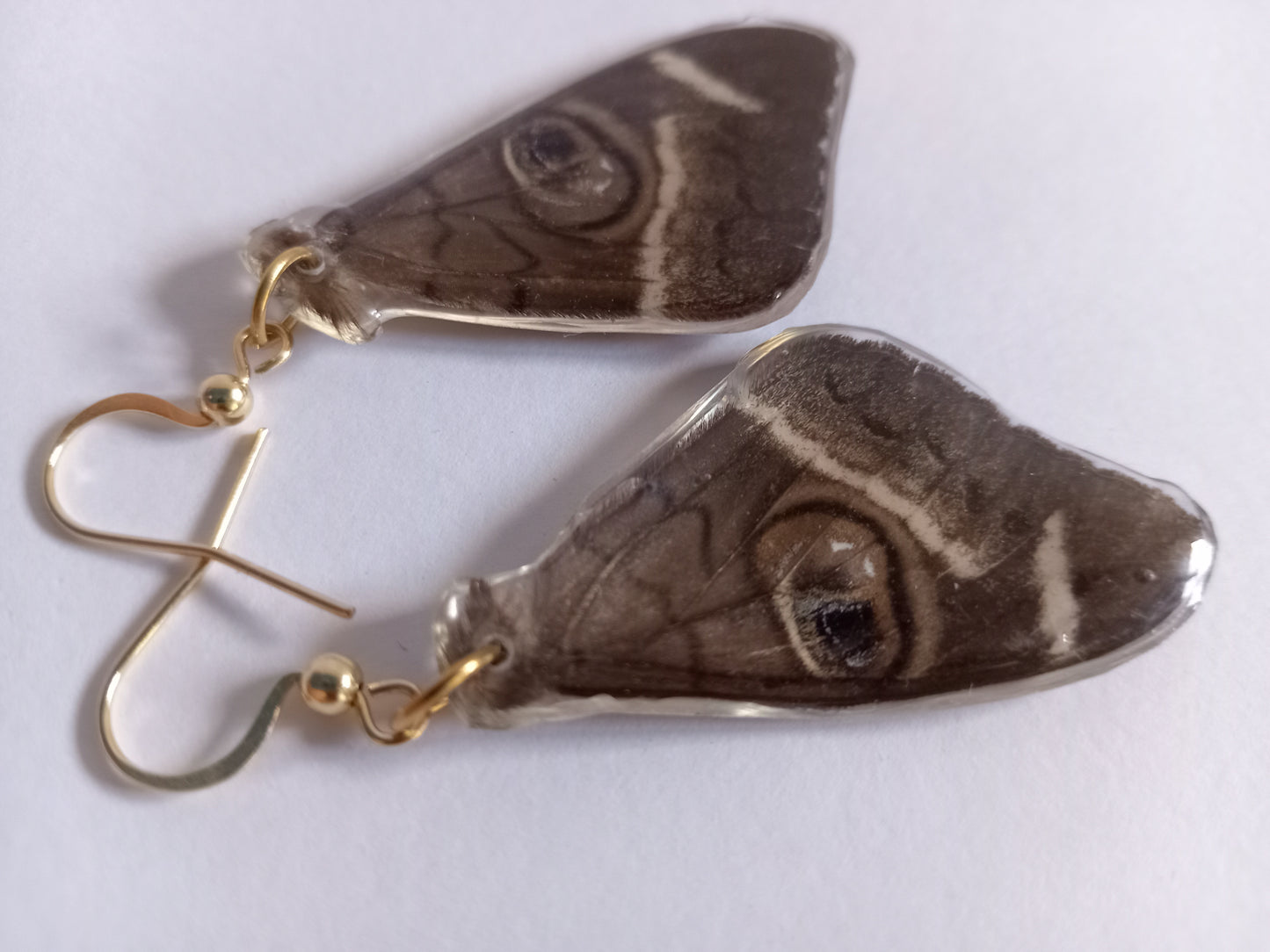 Cream-striped Owl Moth