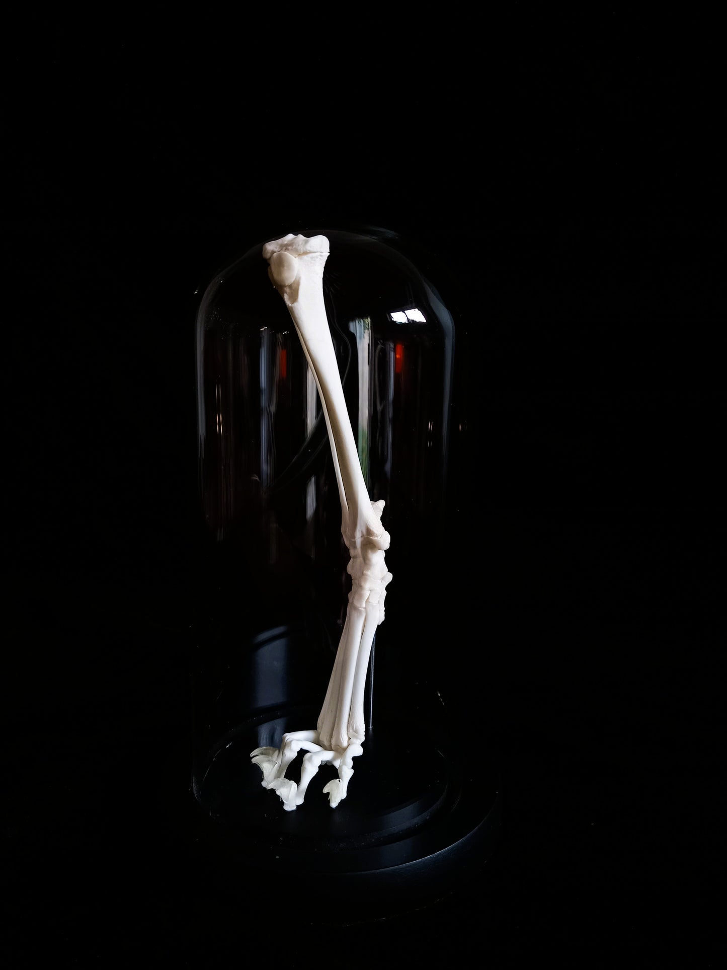 Rearticulated Cat Leg in Glass Dome Cloche