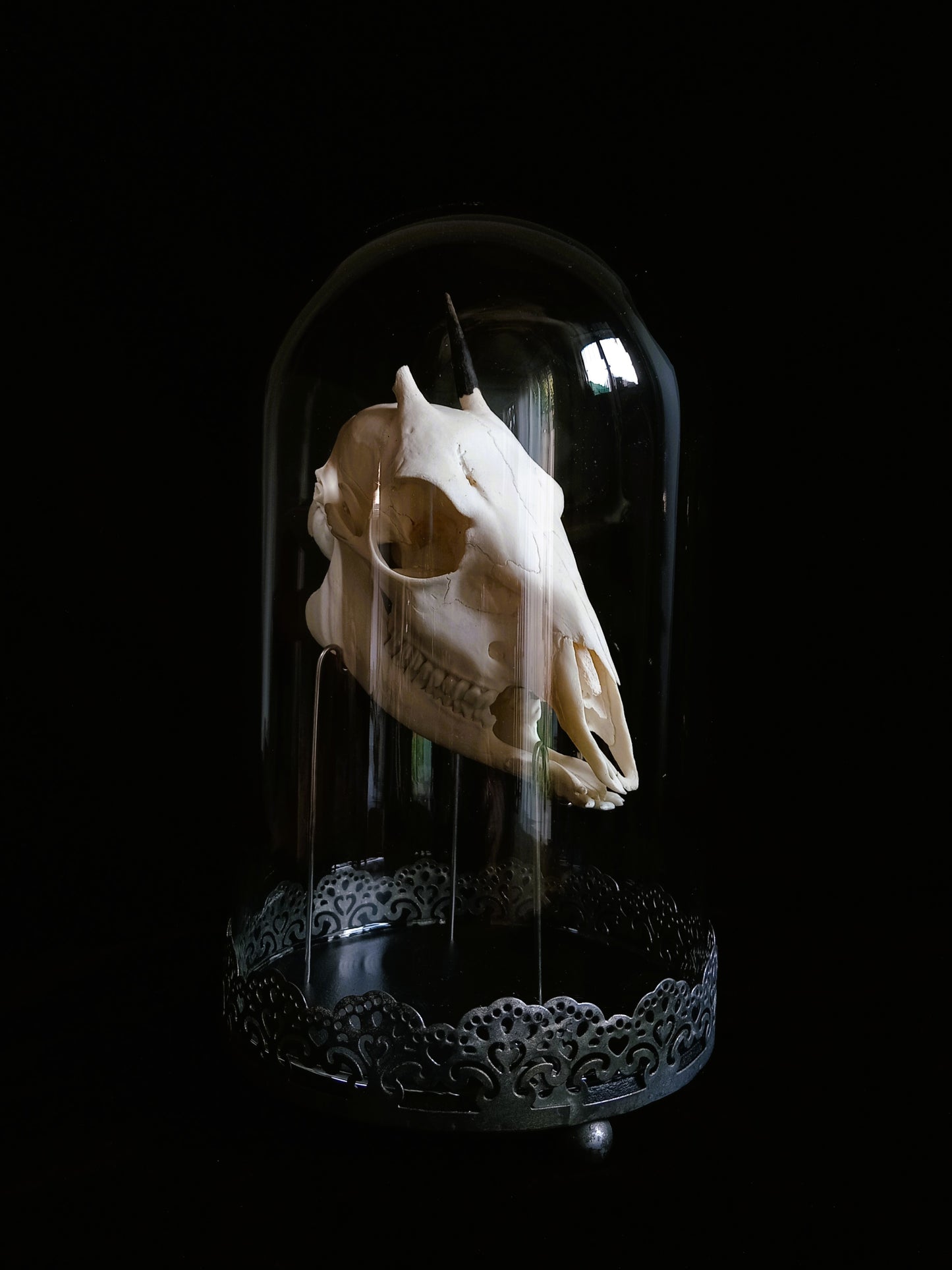 Duiker Skull in Glass Dome Cloche