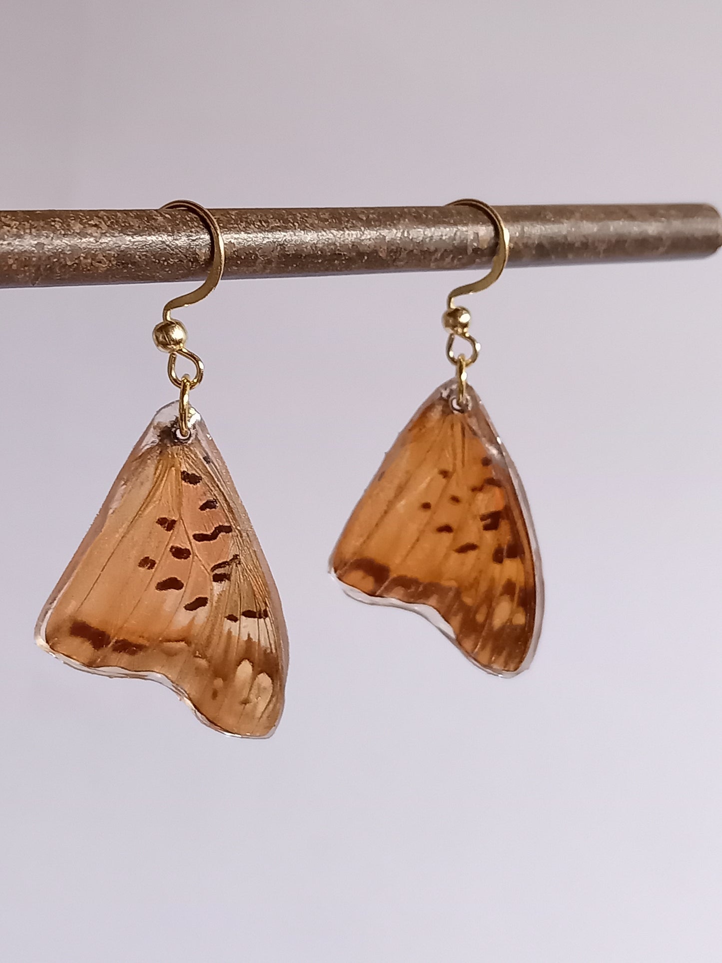Charaxes jahlusa
