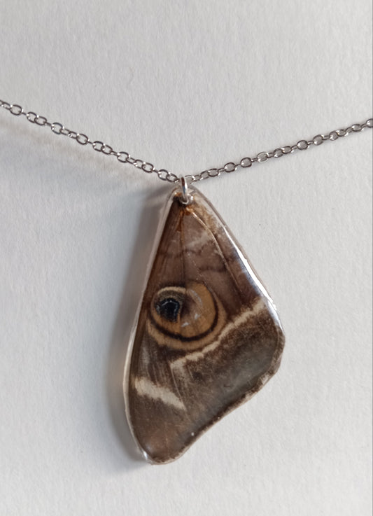 Cream-striped owl moth