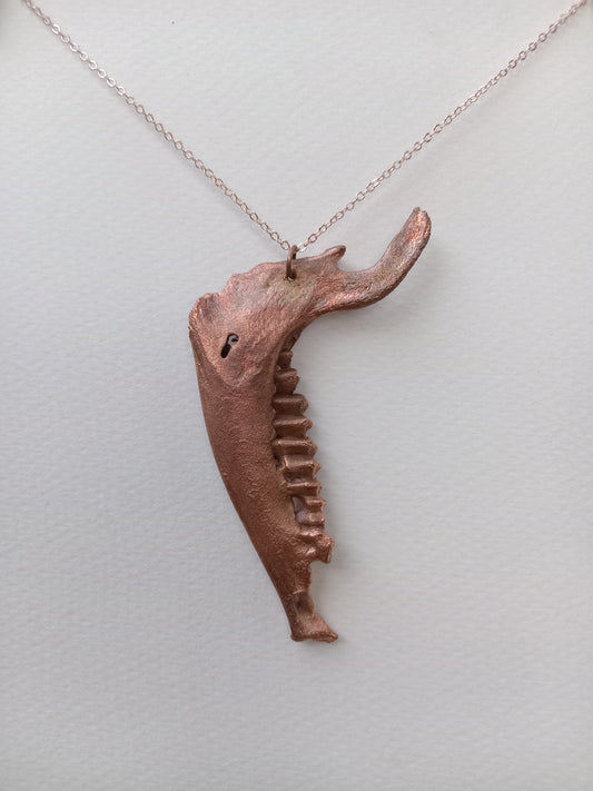 Duiker Mandible