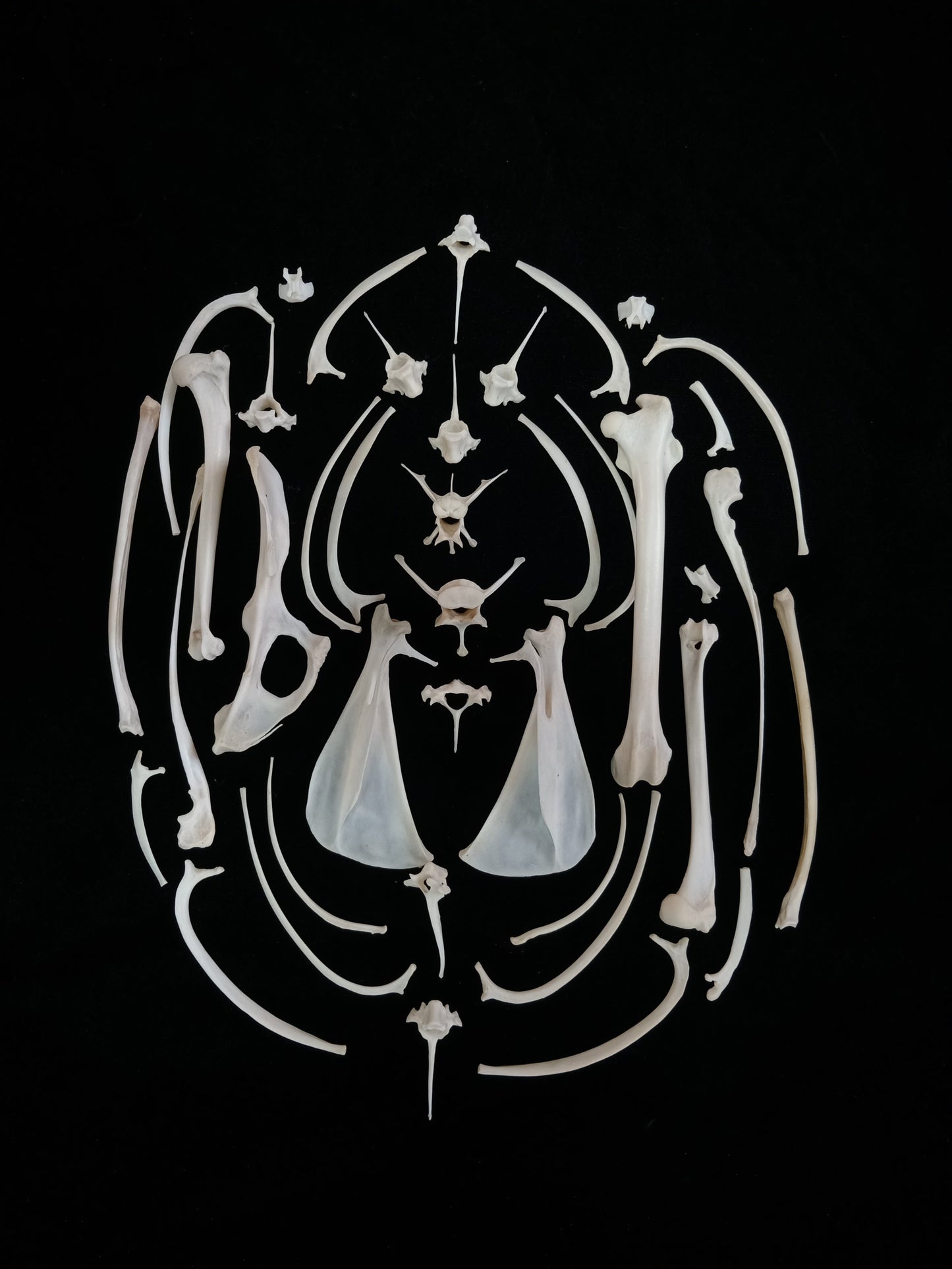 Rabbit Bone Set 3
