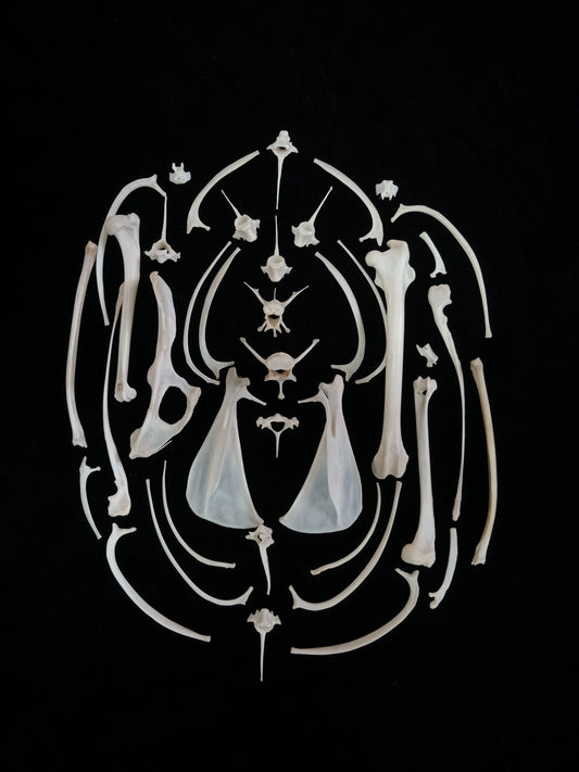 Rabbit Bone Set 3