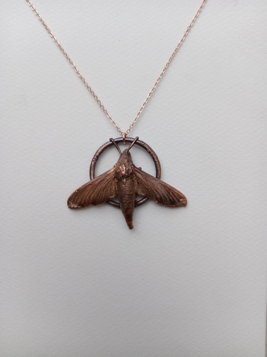 Moth