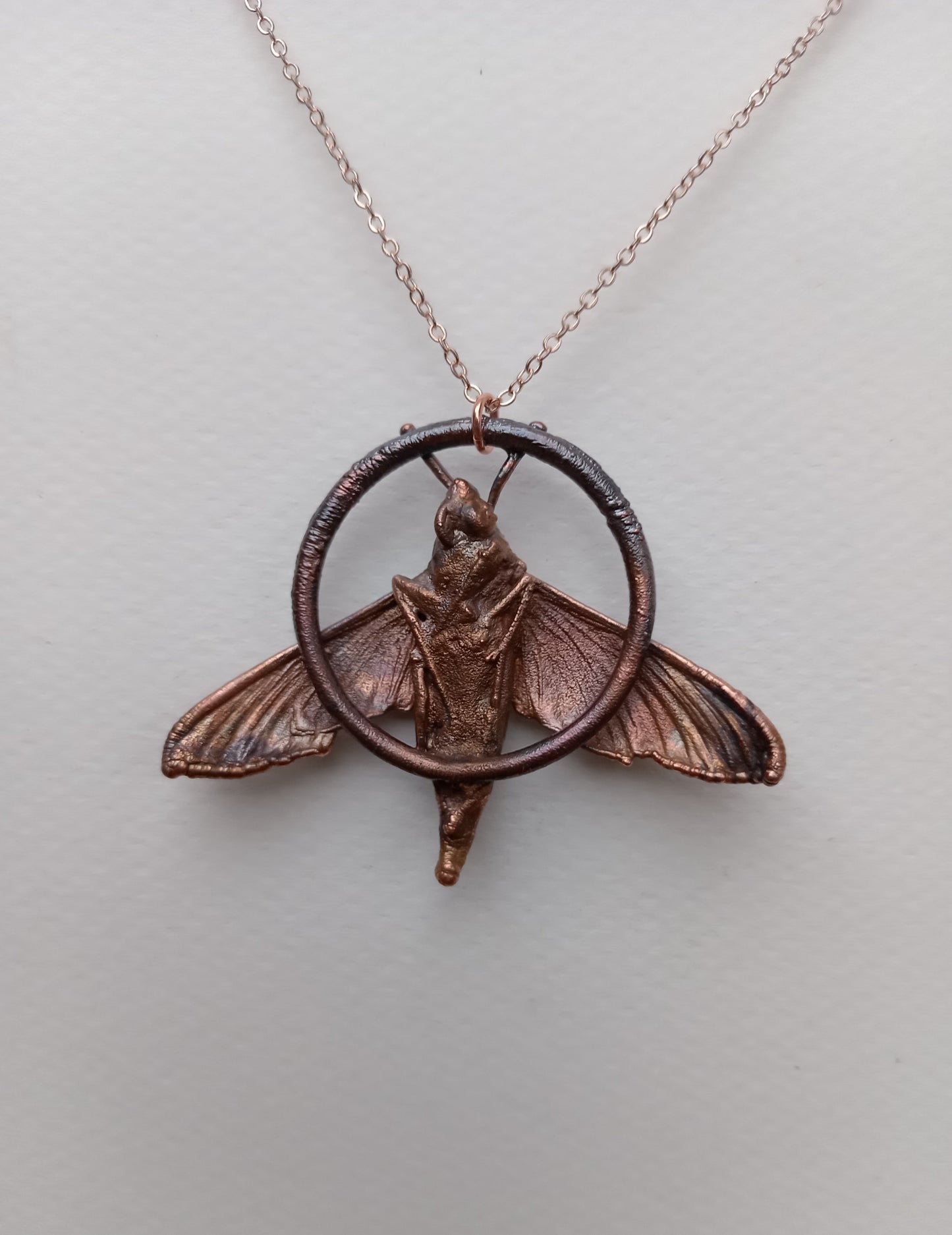 Moth