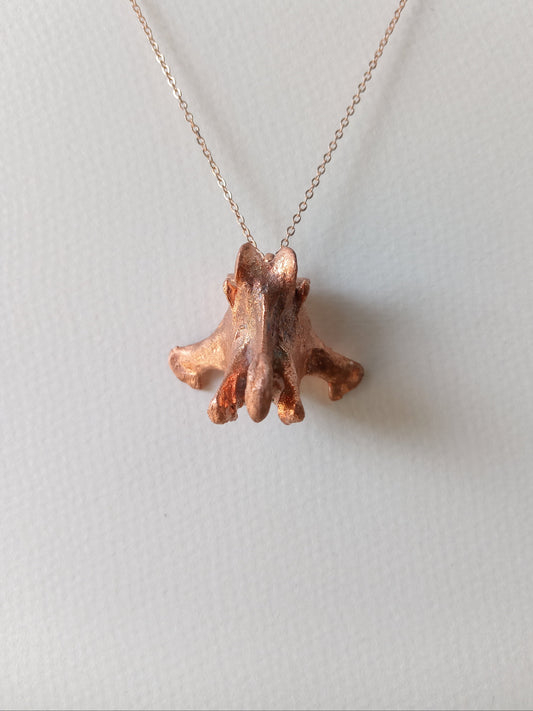 Canine Vertebra