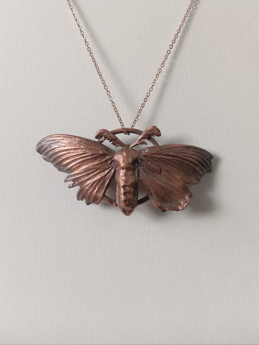 Copper Moth