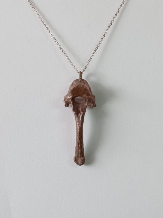 Canine Vertebra