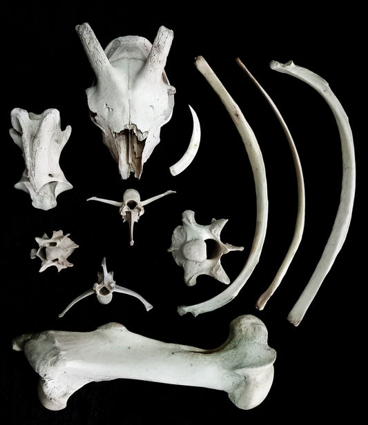 Large Bone Set 4