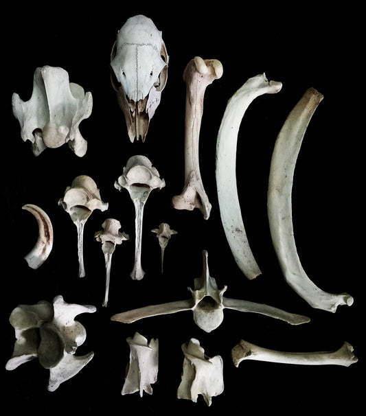 Large Bone Set 5