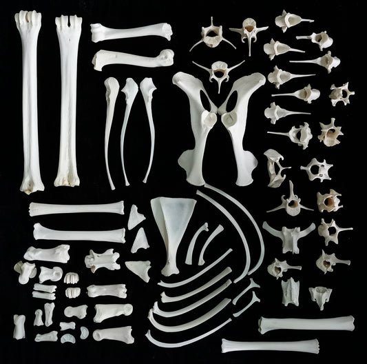 Duiker Bone Set 6