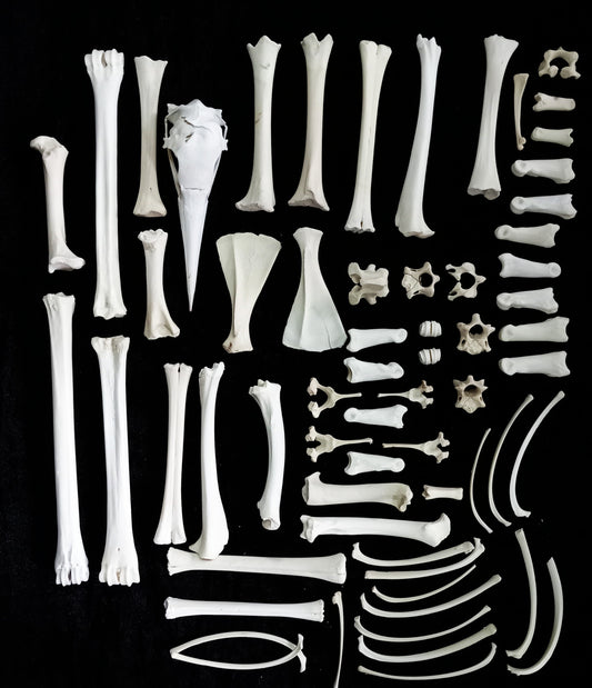 Bone Set 7