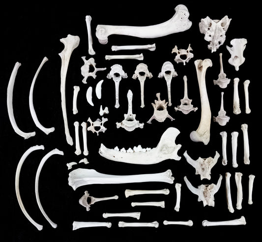 Canine Bone Set 8