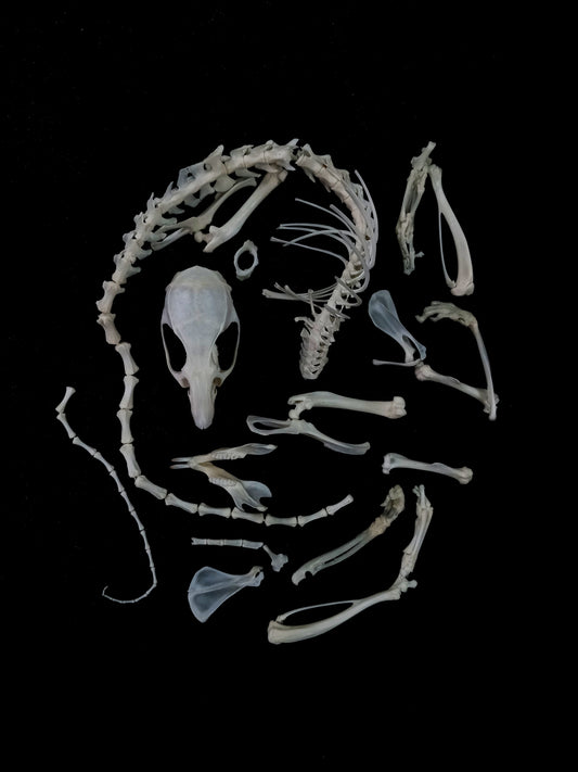 Rat Bone Set 9