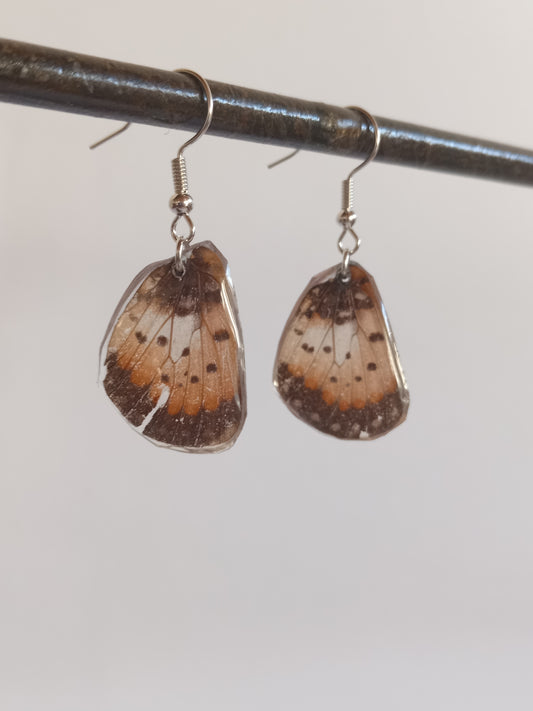 Acraea acara