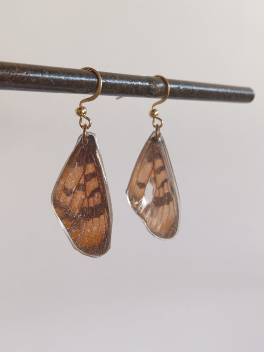 Natal Acraea