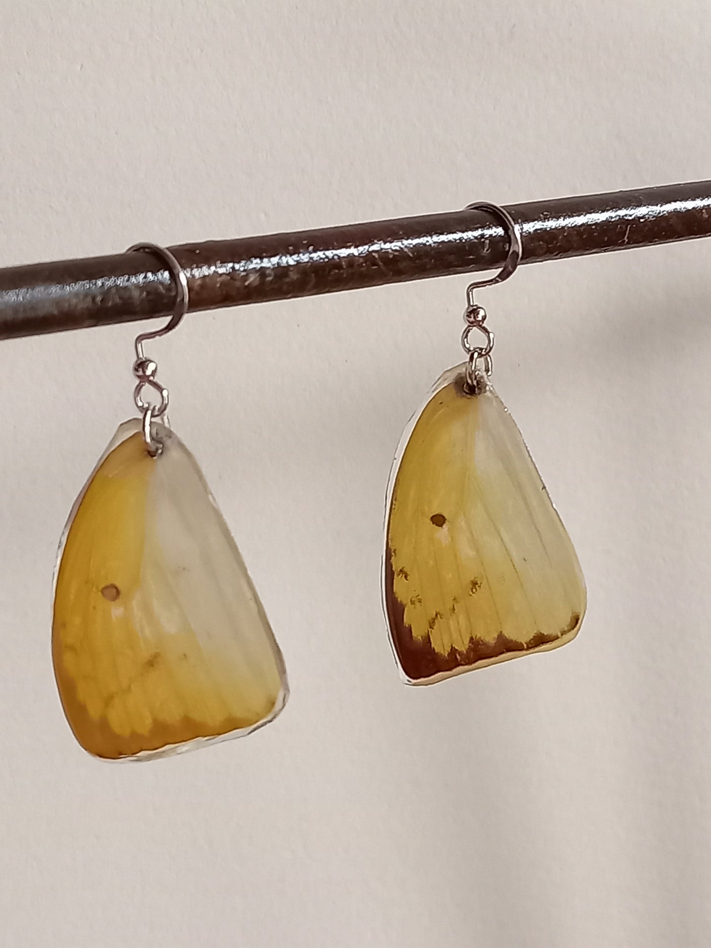 Common Grass Butterfly