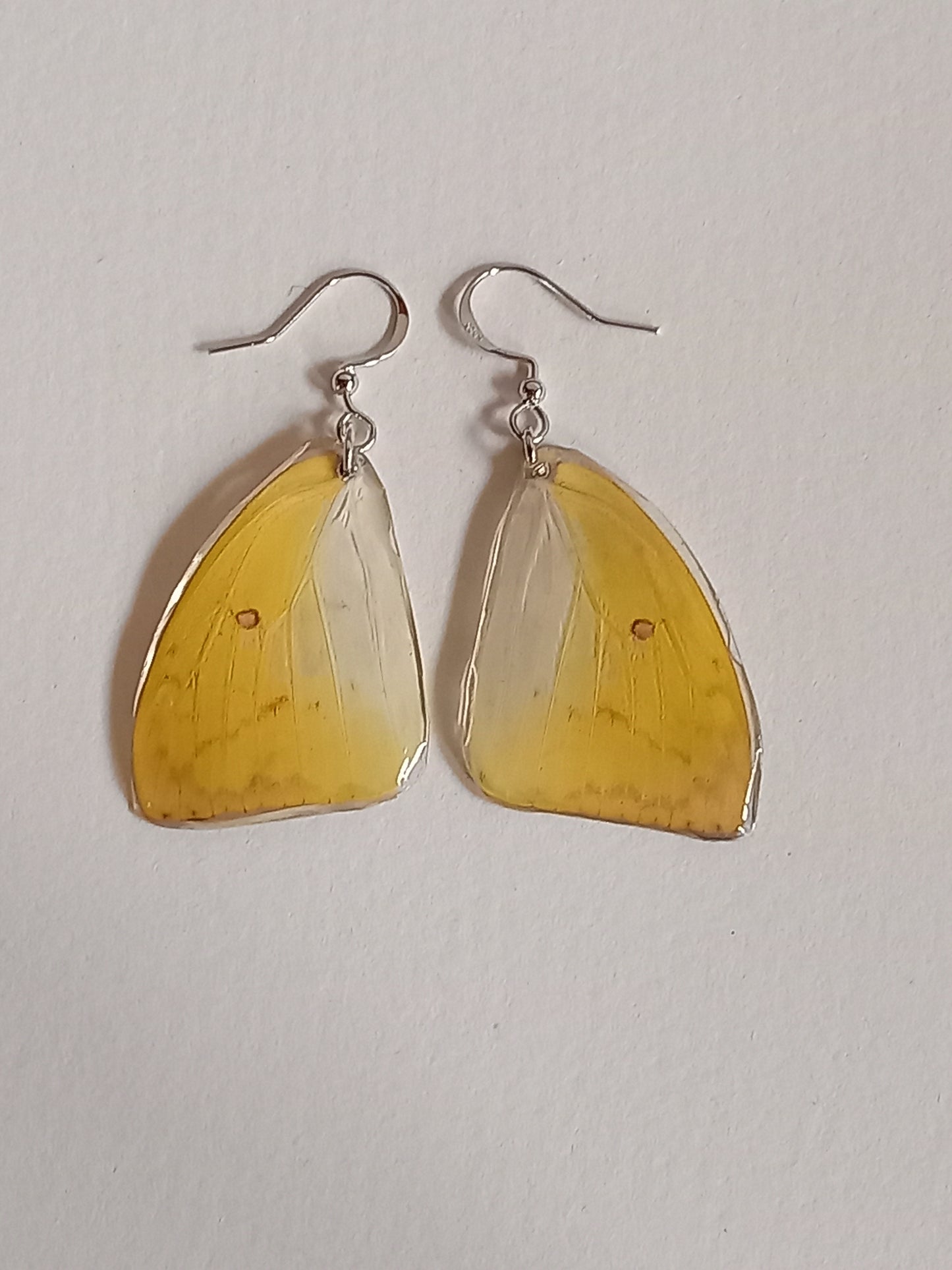 Common Grass Butterfly