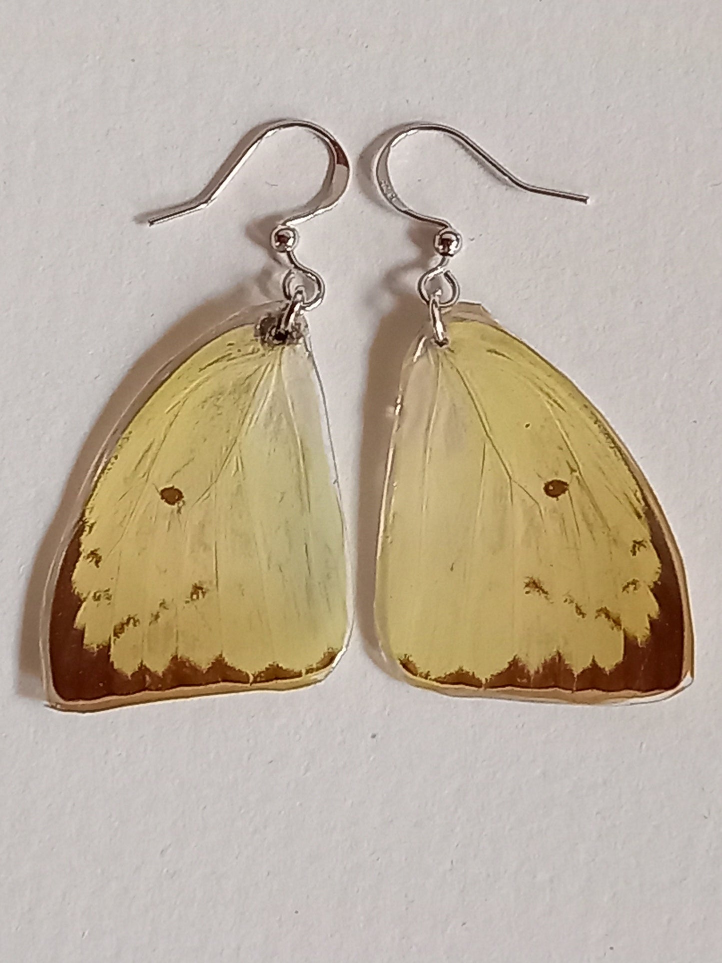 Common Grass Butterfly