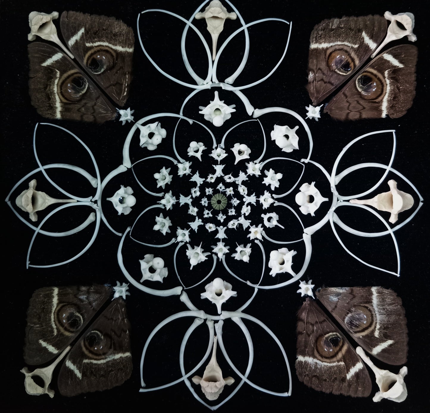 Owl Moth Bone Mandala