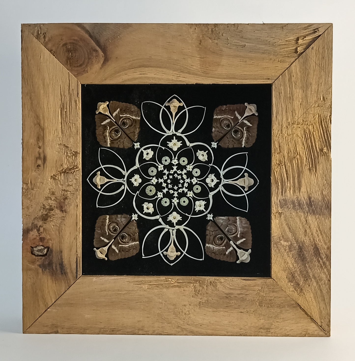 Owl Moth Bone Mandala