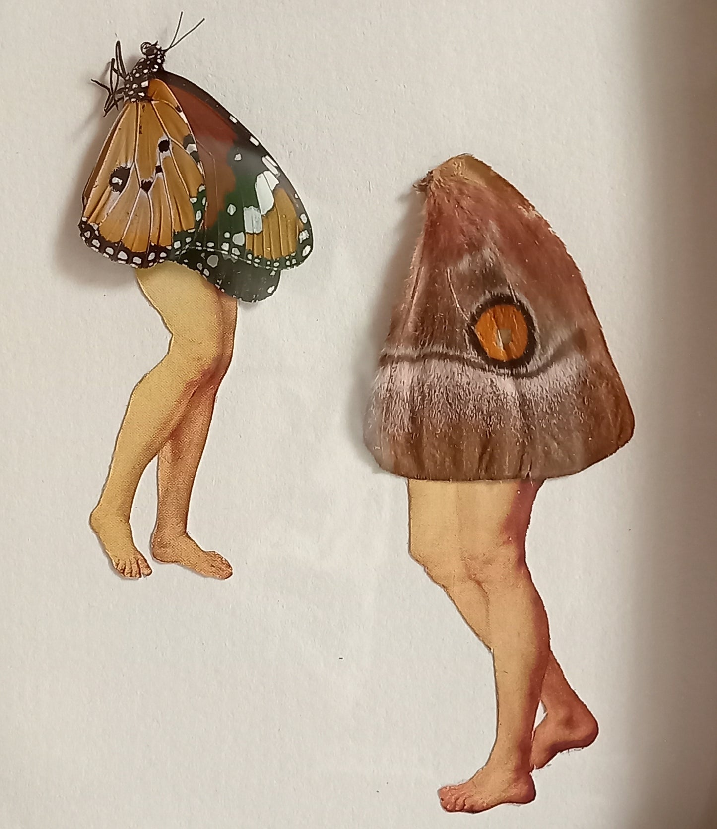 Butterfly legs in Vintage Frame