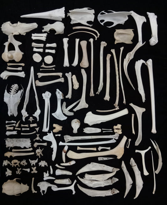 Bone Set 2
