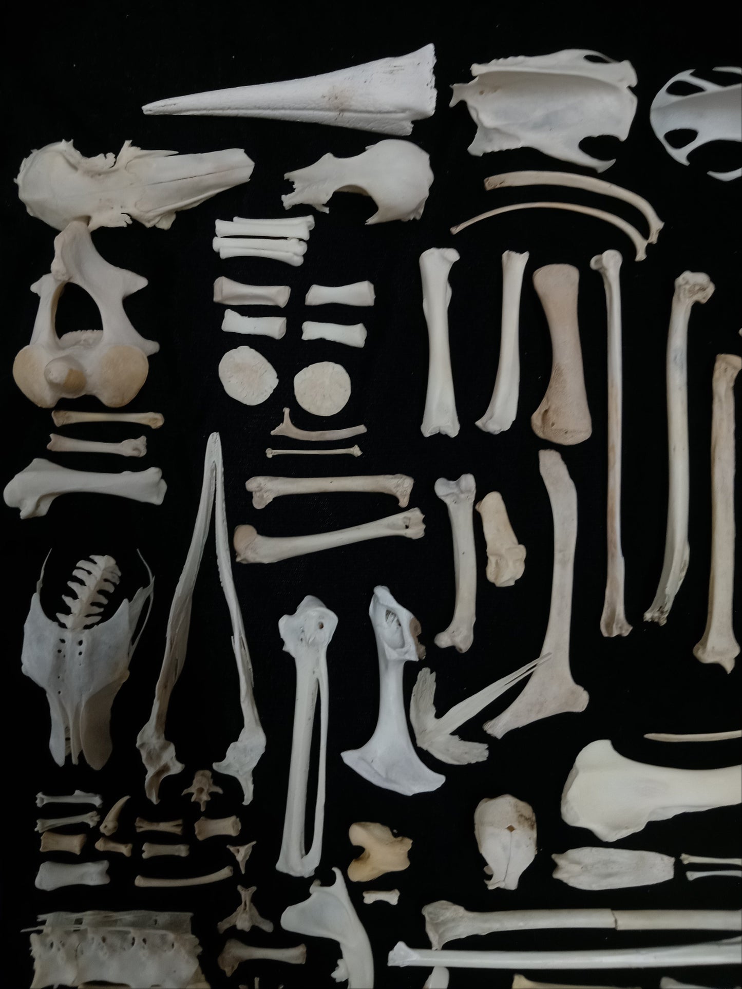 Bone Set 2