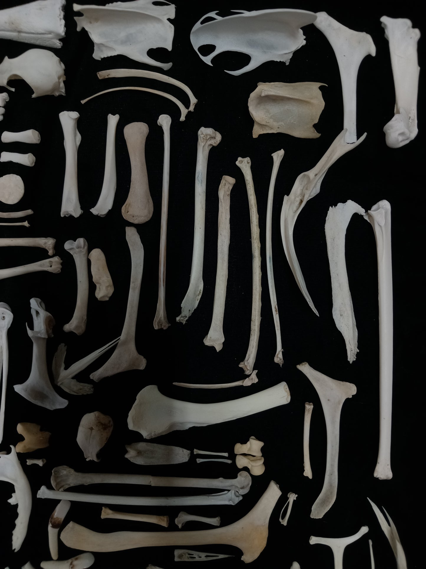 Bone Set 2