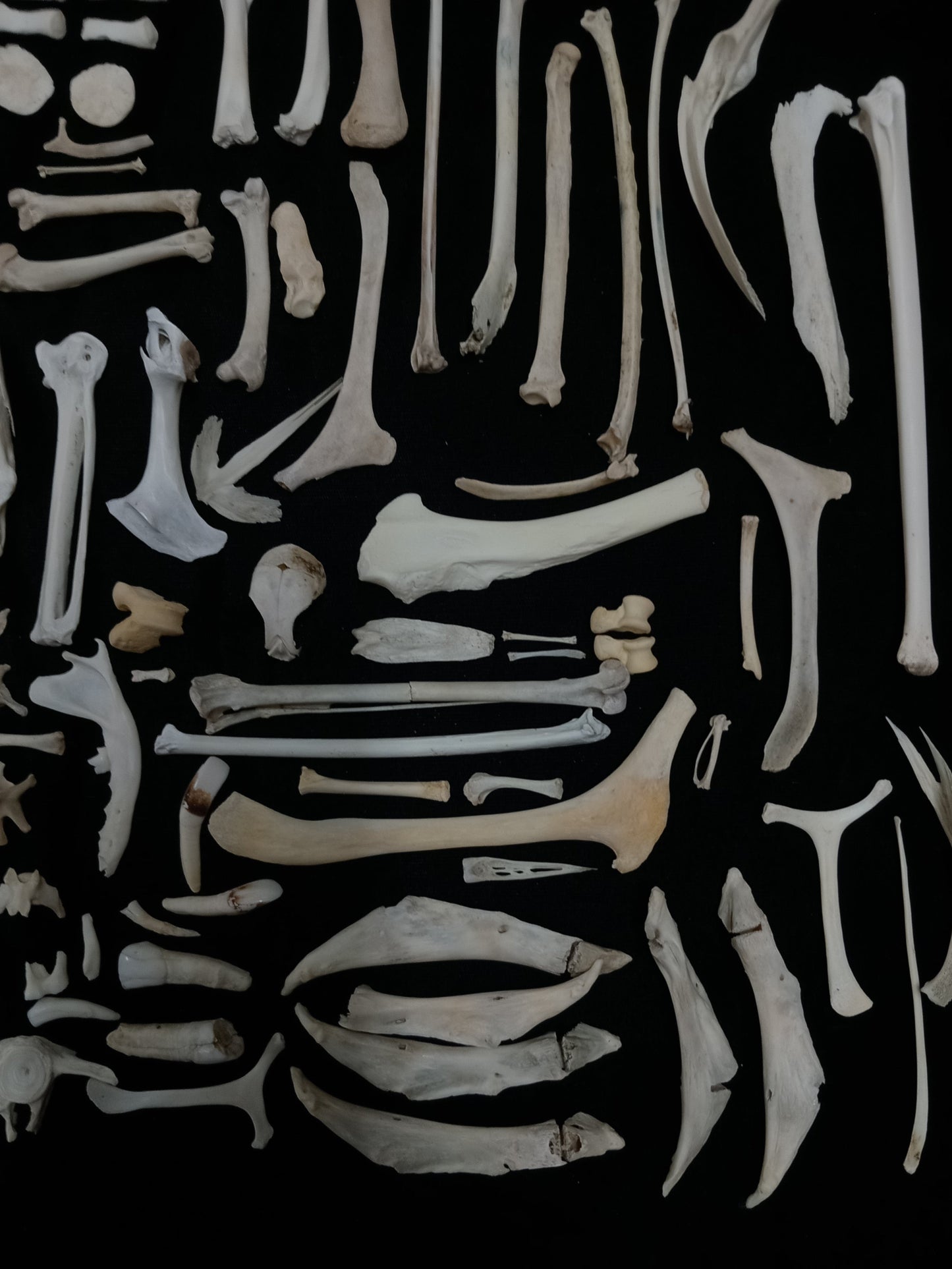 Bone Set 2