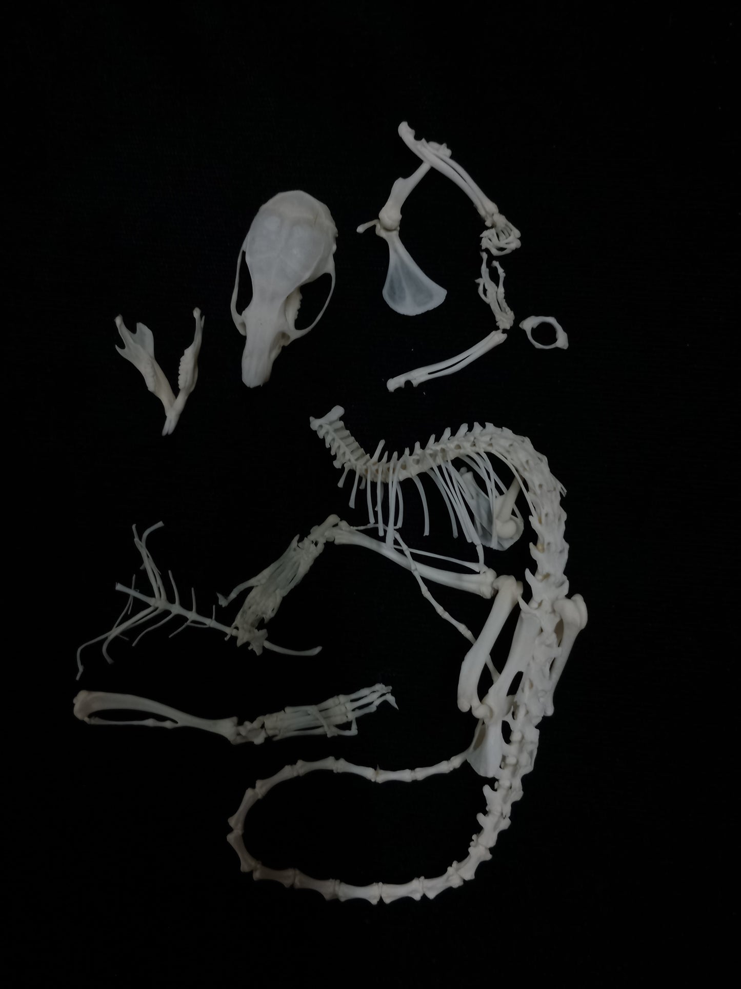 Rat Bone Set 1