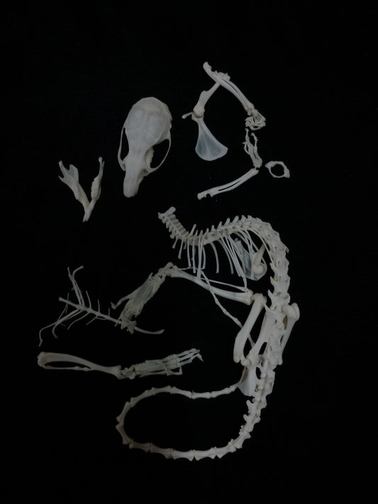 Rat Bone Set 1