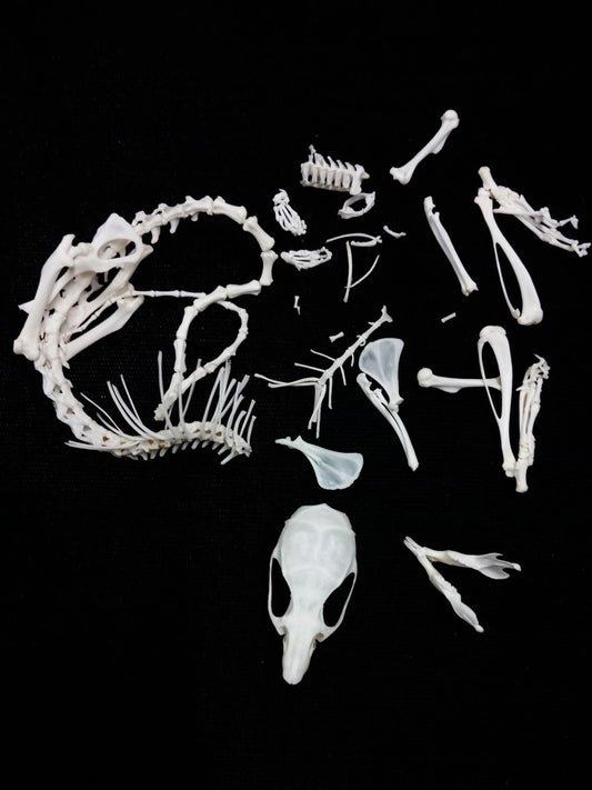 Rat Bone Set 2