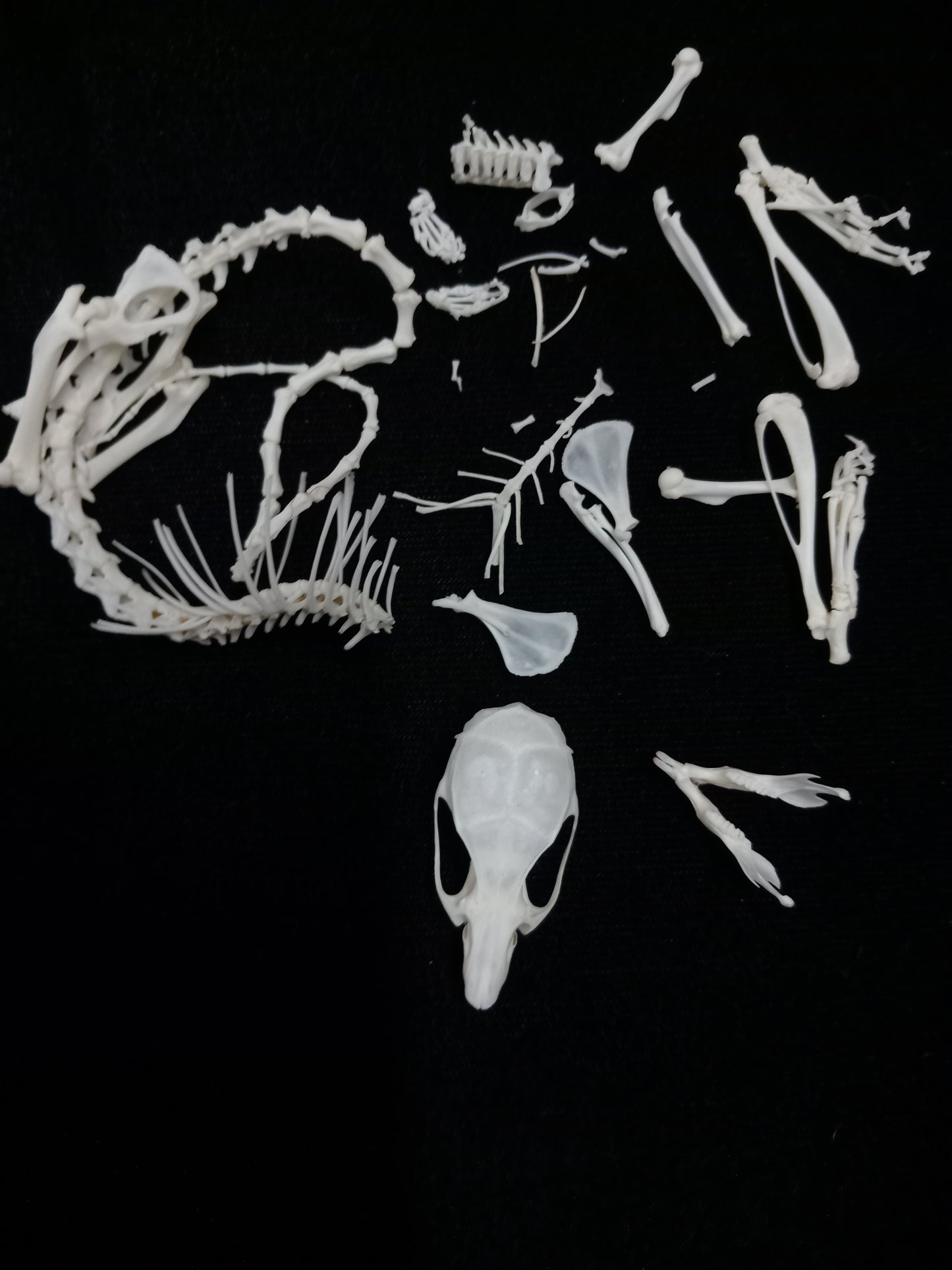 Rat Bone Set 2