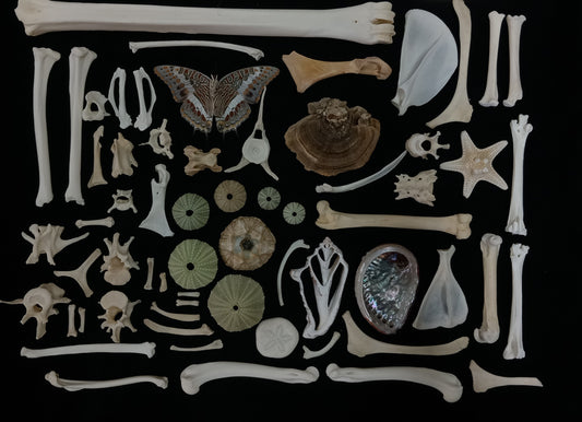 Nature Composition 1