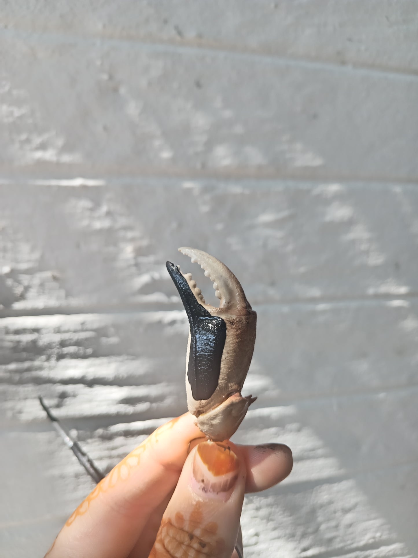 Electroformed Crab Claw